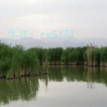 û