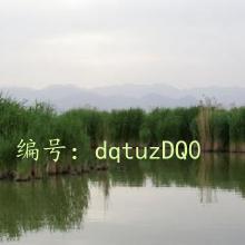ת
