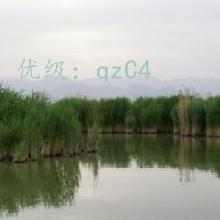 ʼ
