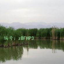 ʵ