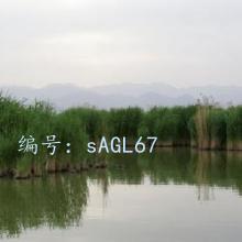 ʵ